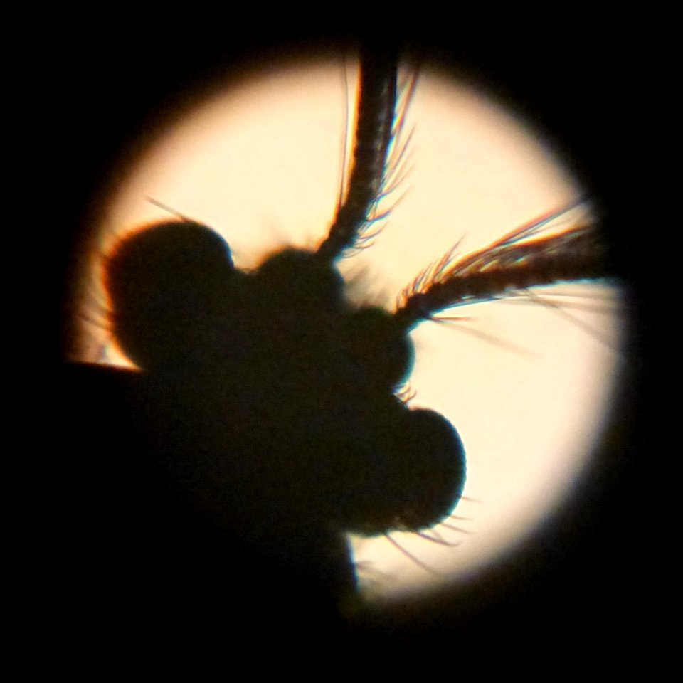 Bug eyed monster!