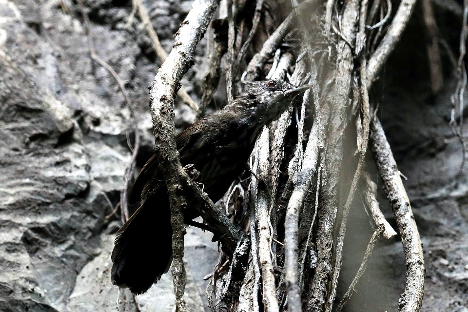  YT 2469 limestone wren-babbler