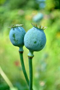 Makowka green summer