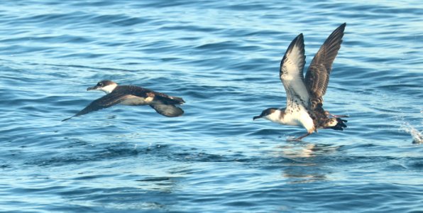 131 - GREAT SHEARWATER (9-15-2918) MAS pelagic trip, out of bar harbor, me -33