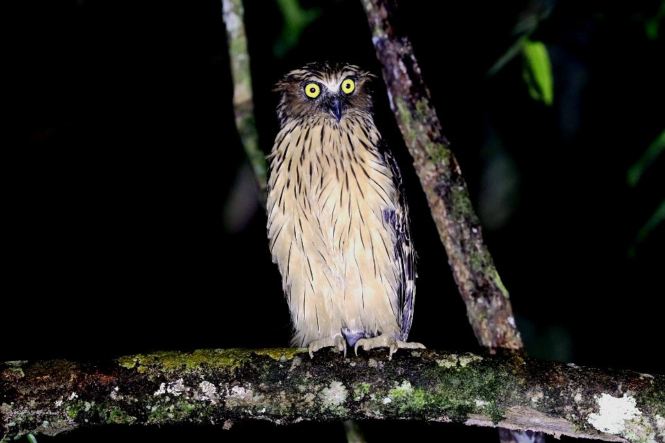  15I4443 buffy fish owl