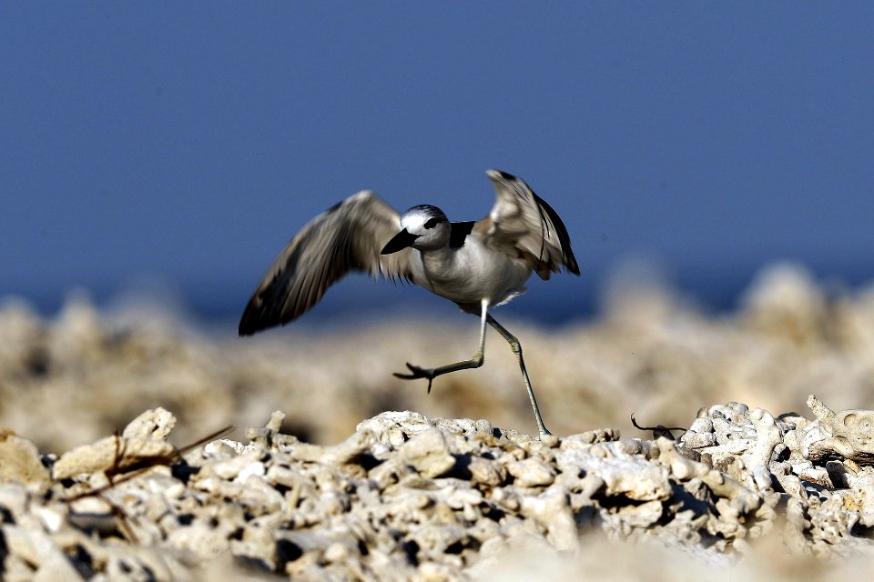  YT 3225 crab plover