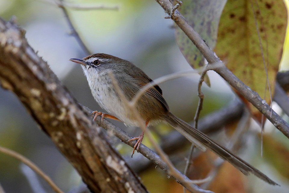  SYT6171 鹪莺  Prinia