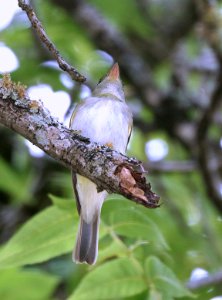 576 - ACADIAN FLYCATCHER (5-5-2019) lost maples state park, bandera co, tx -02