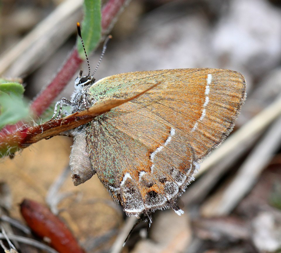 HAIRSTREAK, SIVA JUNIPER (Callophrys gryneus siva) (7-23-2014) 5800ft, rte 12, 3 m north of reserve, catron co, nm -08