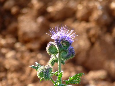 Phacelia tanacetifolia