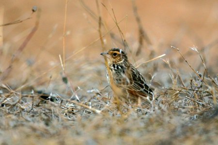  SYT1195 burmese bush lark