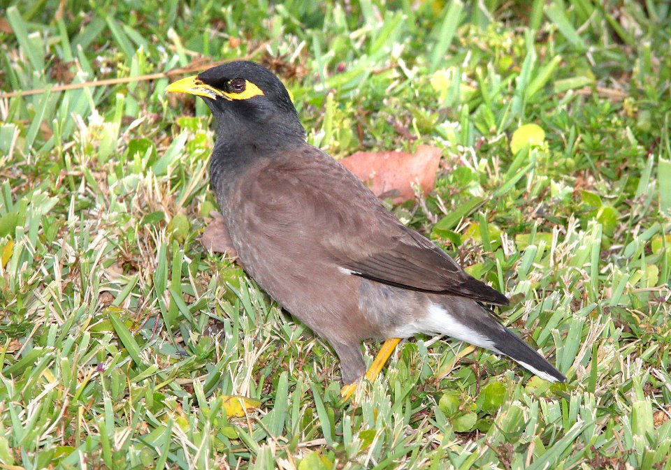 773 - COMMON MYNA (5-7-14) card key, monroe co, fl -01