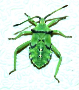 BUG, sp (8-28-2014) 78 circulo montana, patagonia lake ranch estates, scc, az -03