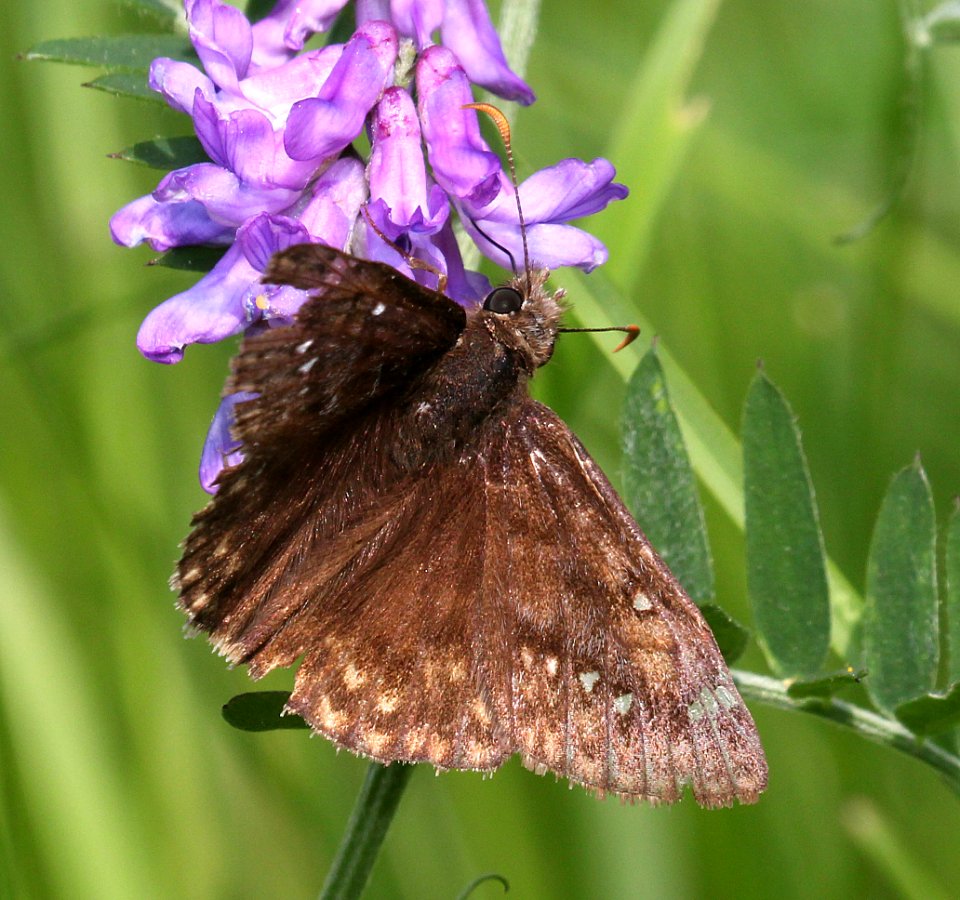 DUSKYWING, JUVENAL'S (Erynnis juvenalis) (6-11-2015) pepperell, middlesex co, ma -01