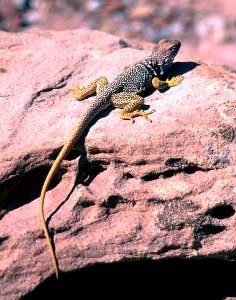 LIZARD, EASTERN COLLARED (Croyaphytus collaris) utah photo