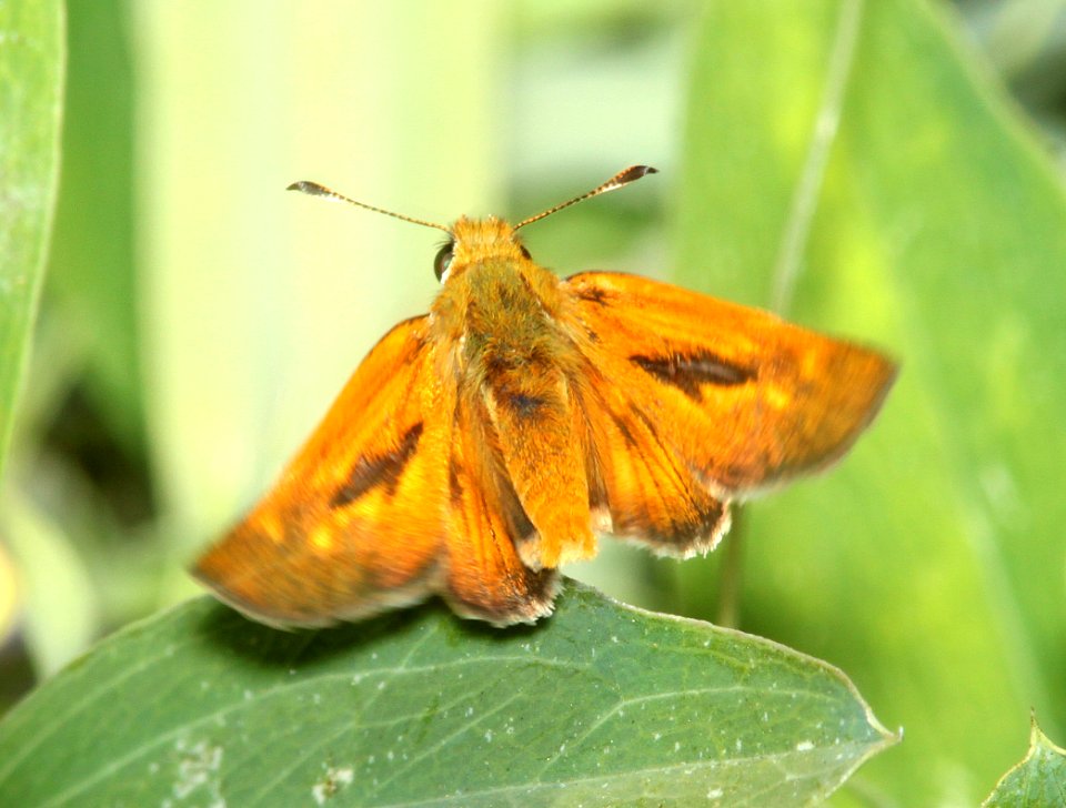 SKIPPER, RURAL (Ochlodes agricola) (6-17-2014) 1 mile east of fork of salmon, siskiyou co, ca  (13)