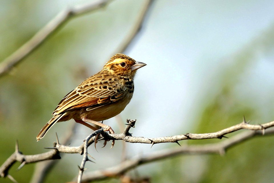 SYT1509 bushlark