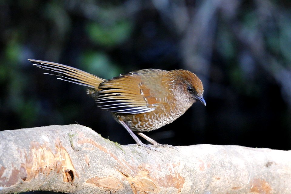  SYT4871 Brown-capped Laughingthrush