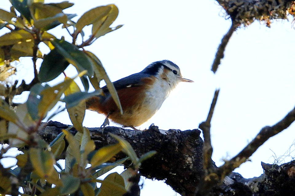  SYT3173 white-browed nuthatch