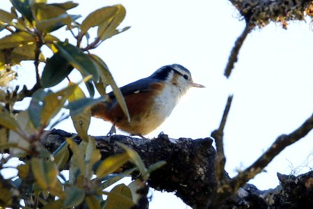 SYT3173 white-browed nuthatch photo