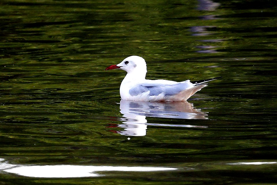  YT 0594 slender-billed gull