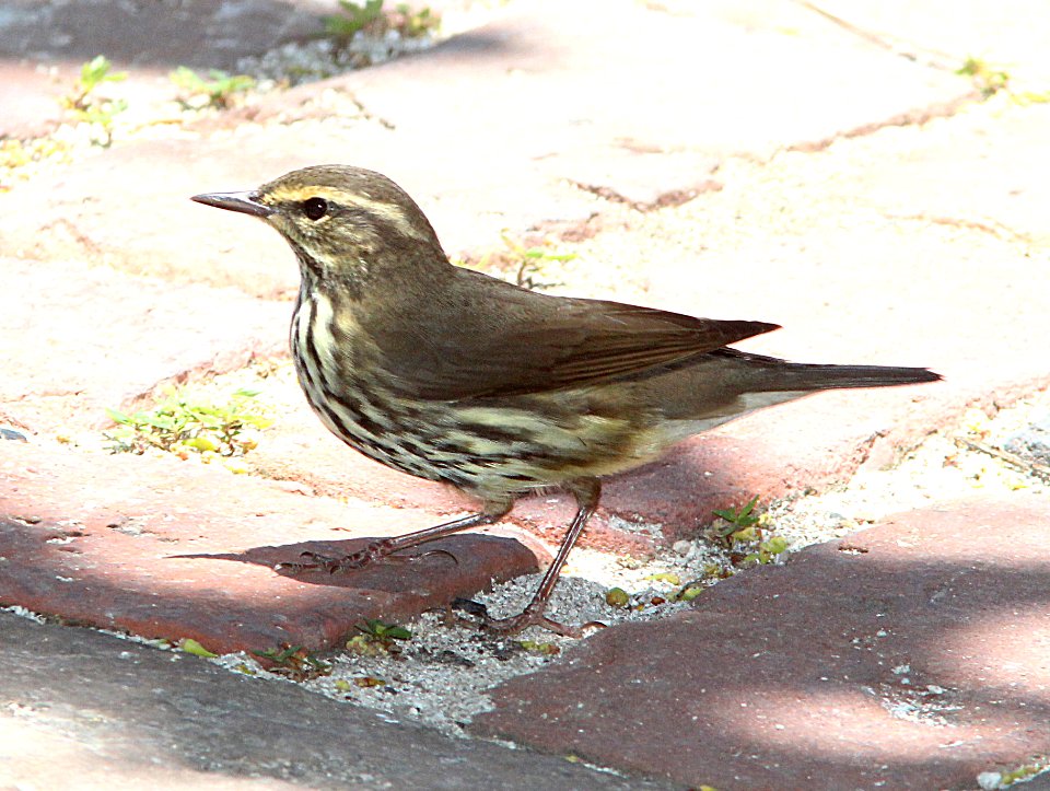 799 - NORTHERN WATERTHRUSH (5-4-14) dry tortugas, monroe co, fl -01