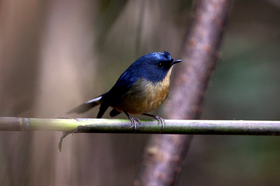 D73A8961 Slaty-blue Flycatcher male
