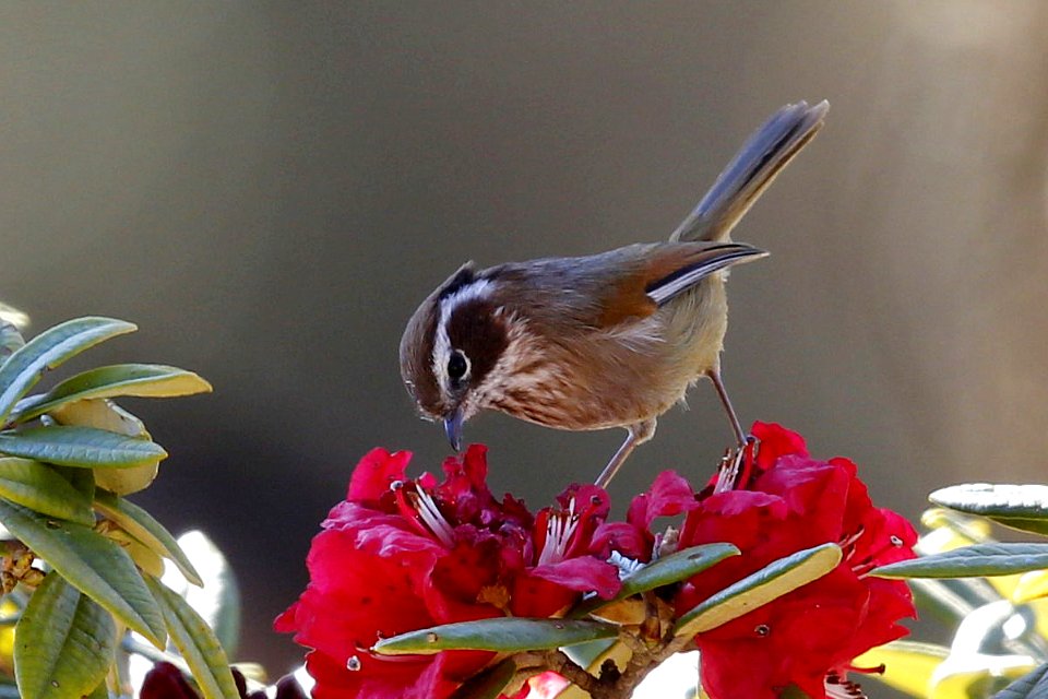  SYT3476 White-browed Fulvetta
