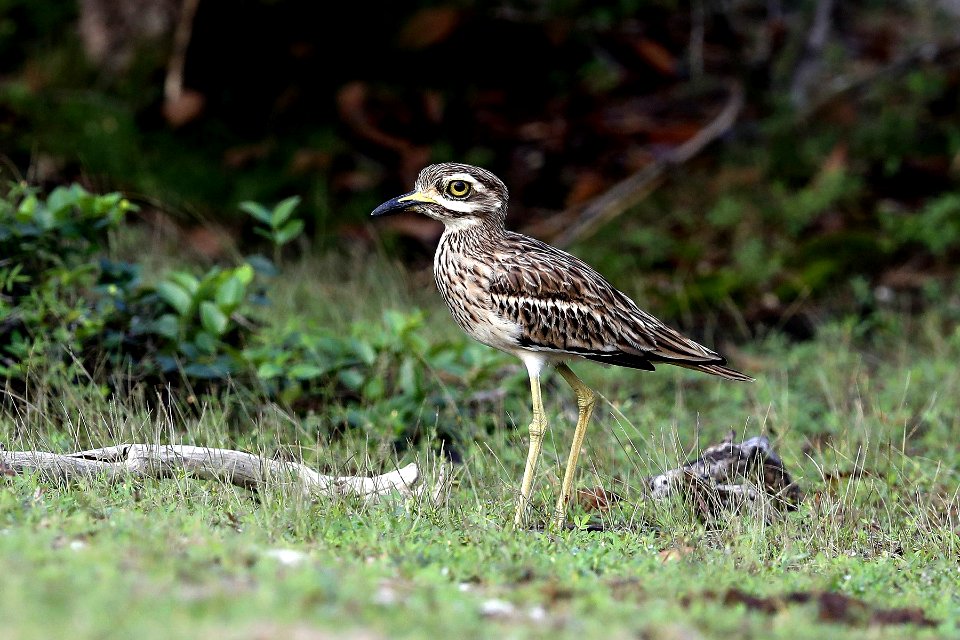  YT 0265 indian thick-knee