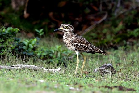  YT 0265 indian thick-knee