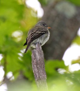 573 - EASTERN WOOD-PEWEE (5-21-2015) barre, worcester co, ma -07