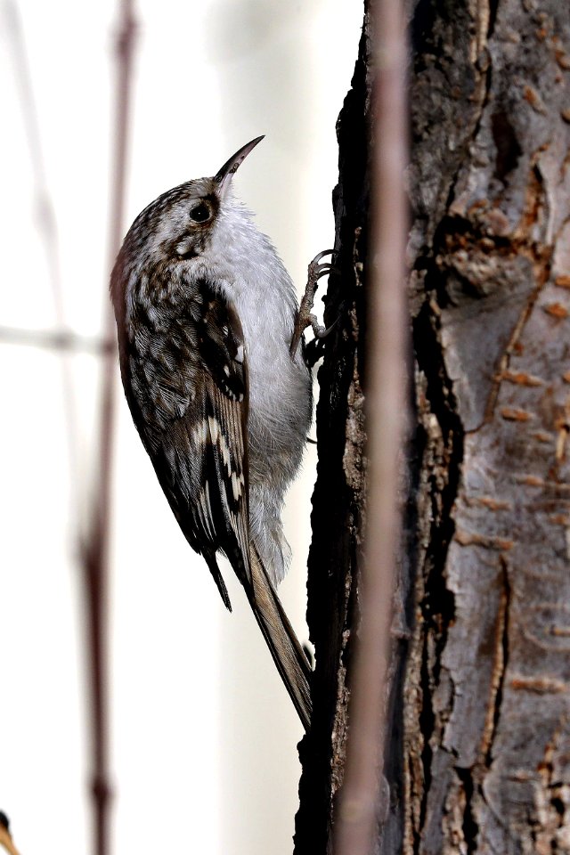  YT 5716 Eurasian treecreeper