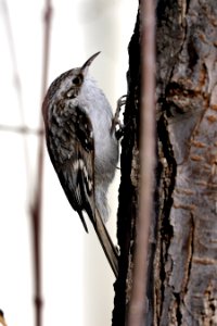  YT 5716 Eurasian treecreeper