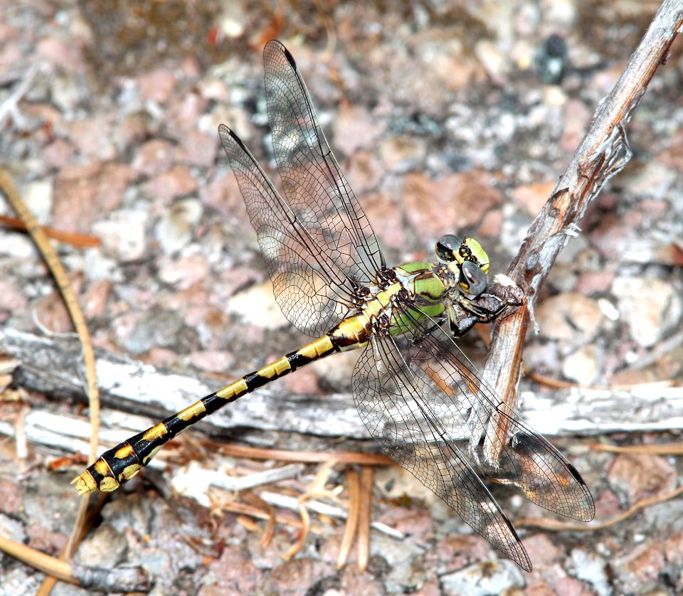 SNAKETAIL, SINUOUS (ophiogomphus occidentis) (6-15-2014) fr 19N01, thompson ridge, 4 m n-e of happy camp, siskiyou co, ca -02