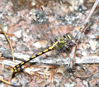 SNAKETAIL, SINUOUS (ophiogomphus occidentis) (6-15-2014) fr 19N01, thompson ridge, 4 m n-e of happy camp, siskiyou co, ca -02