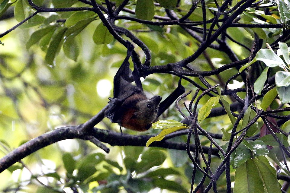  73A9841 Island Flying-fox
