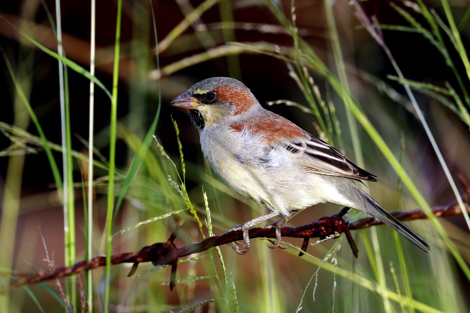  YT 1374 Plain-backed sparrow