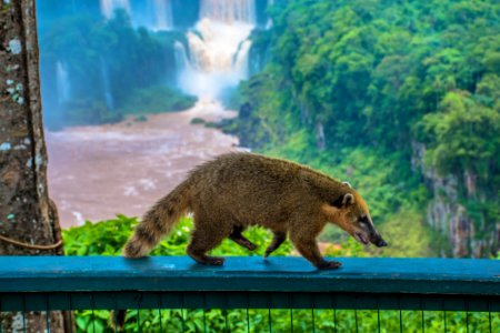 Cataratas do iguaçu | Whaterfall quati