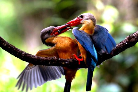  YT 4151 stork-billed kingfisher
