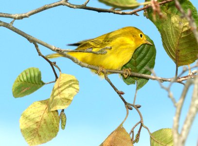 829 - YELLOW WARBLER (9-27-2018) pepperell, middlesex co, ma -01