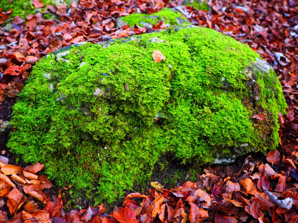 Green overgrown of course