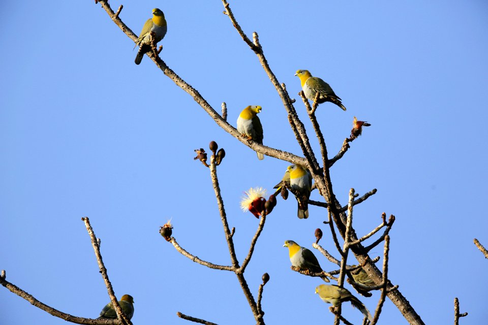  SYT6405 Yellow-footed Green-Pigeon