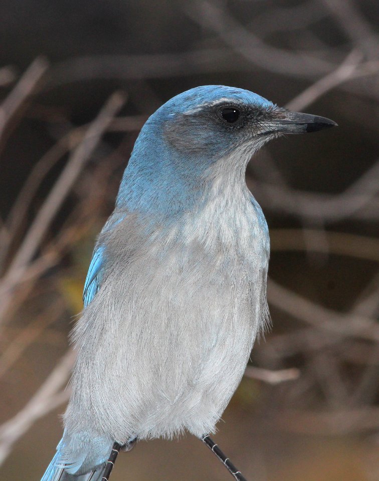 642 - WOODHOUSE'S SCRUB-JAY (12-3-2014) farmington, san juan co, nm -05