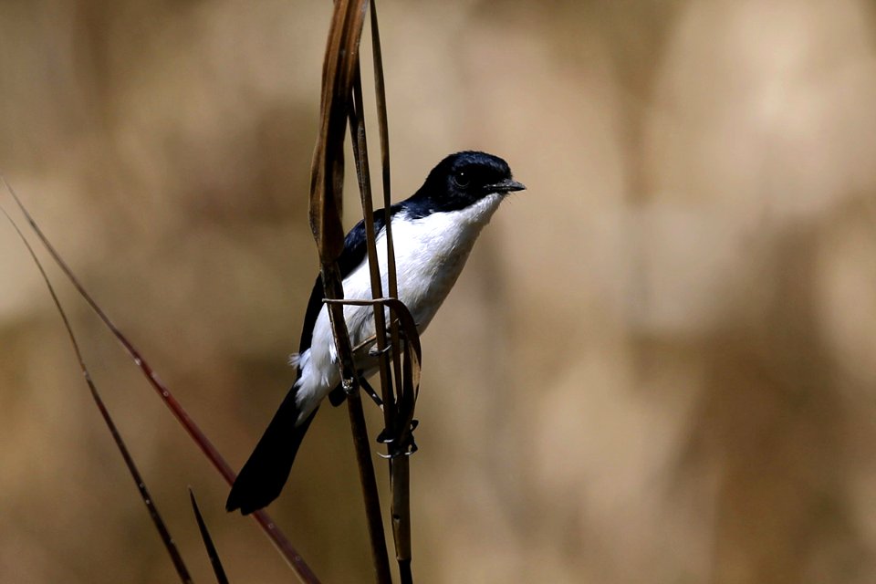  SYT7437 pied bushchat