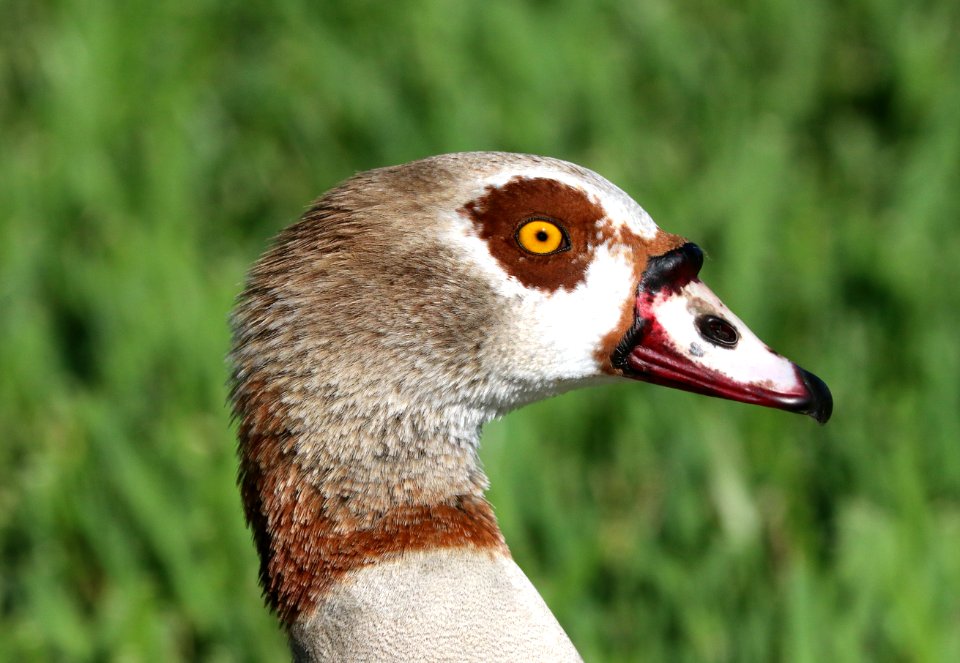 021.5 - EGYPTIAN GOOSE (1-7-2020) baptist hospital , miami-dade co, fl -02