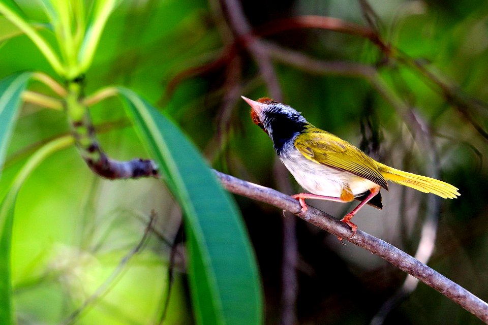 SYT 1769 dark-necked tailorbird