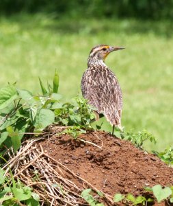 WESTERN MEADOWLARK (4-28-2018) kilauea lighthouse, kauai co, hawaii (1)