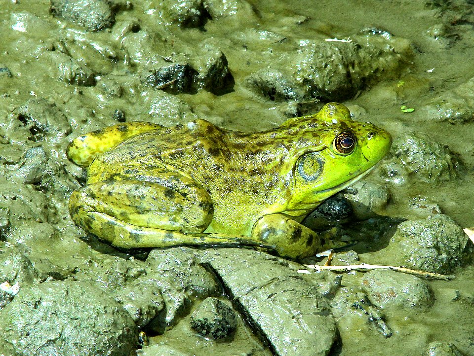 BULLFROG, AMERICAN (Rana catesbeiana) ( (7-21-2014) berg park, farmington, san juan co, nm (2)