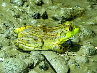 BULLFROG, AMERICAN (Rana catesbeiana) ( (7-21-2014) berg park, farmington, san juan co, nm (2)