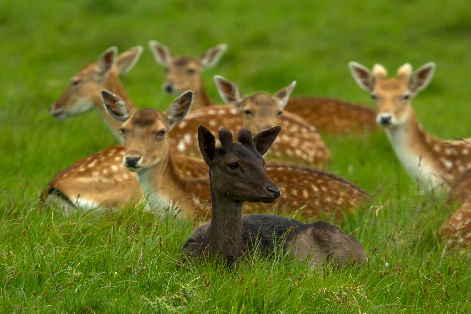 Young deer game richmond