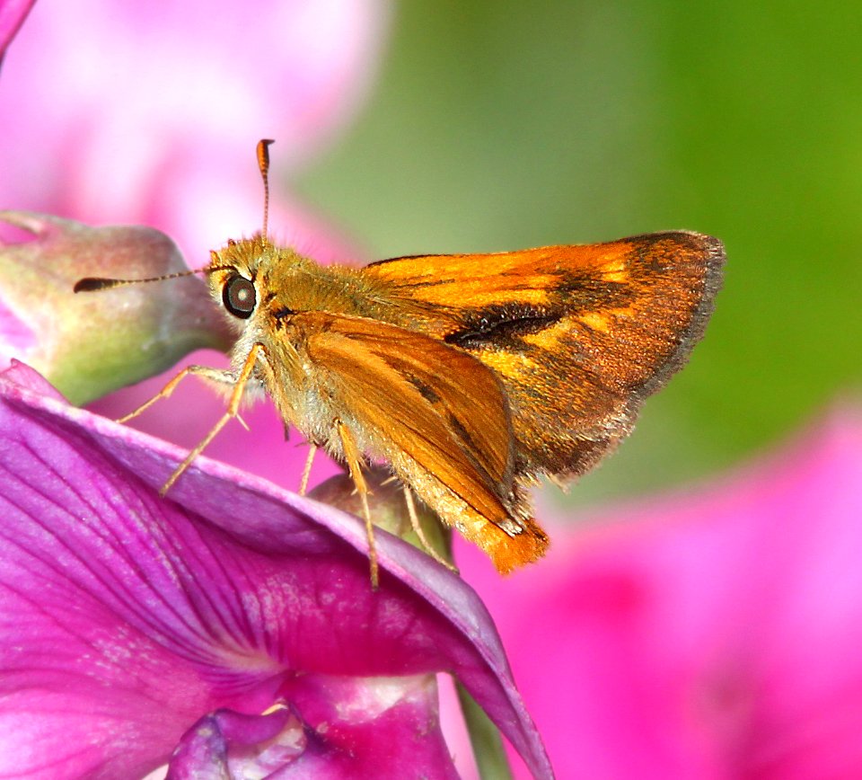 SKIPPER, RURAL (Ochlodes agricola) (6-17-2014) 1 mile east of fork of salmon, siskiyou co, ca  (20)