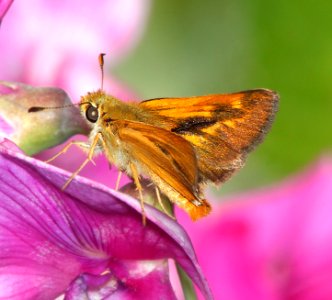 SKIPPER, RURAL (Ochlodes agricola) (6-17-2014) 1 mile east of fork of salmon, siskiyou co, ca  (20)