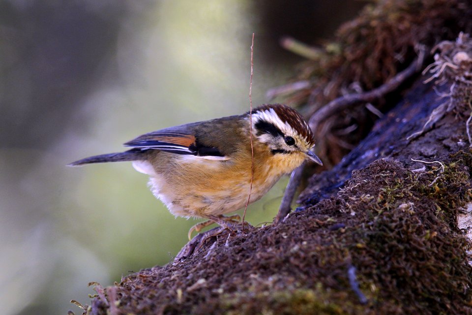  SYT4050 Rufous-winged Fulvetta