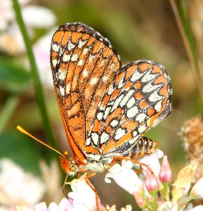 CHECKERSPOT, VARIABLE (Euphydryas chalcedona) (6-15-2014) fr 19N01, thompson ridge, 4 m n-e of happy camp, siskiyou co, ca  (13)